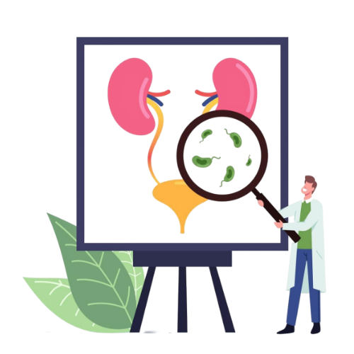 Urology Illustration