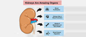 How amazing are the Kidneys